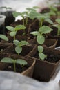 Young sprouts of garden cucumbers Royalty Free Stock Photo