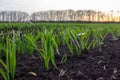 Young sprouts of germinating grain of wheat or barley. Rows of sprouted grain in the field.