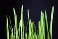 Young sprouts of green grass on a black background. Royalty Free Stock Photo