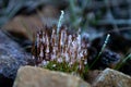 Young sprouts of green moss covered with frost crystals Royalty Free Stock Photo