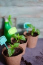 Young sprouts green plant in pot. How to growing food at home on windowsill. seedlings and home gardening