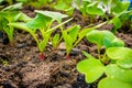 Young sprouts of a growing radish in a garden bed close-up. First green leaves of germinated red radish in soil Royalty Free Stock Photo