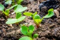 Young sprouts of a growing radish in a garden bed close-up. First green leaves of germinated red radish in soil Royalty Free Stock Photo