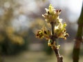 Young sprouts of leaves on the tree