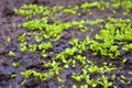 Young sprouts of lettuce in the garden on the wet ground with a puddle