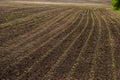 sprouts lines of rows infield of sugar beet in spring