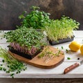 Young sprouts of microgreens are grown in a tray in the kitchen.