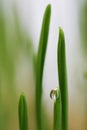 young sprouts of oats sprouted for cats in the winter to improve digestion and as a source of vitamins and enzymes. green grass wi Royalty Free Stock Photo