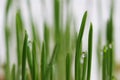 young sprouts of oats sprouted for cats in the winter to improve digestion and as a source of vitamins and enzymes. green grass wi Royalty Free Stock Photo