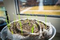 Young sprouts of onion seedlings in a roll of polyethylene foam close-up. Seedling soil fertilized with perlite and vermiculite Royalty Free Stock Photo