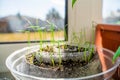 Young sprouts of onion seedlings in a roll of polyethylene foam close-up. Seedling soil fertilized with perlite and vermiculite Royalty Free Stock Photo