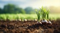 Young sprouts of onion in the soil. The concept of agriculture Royalty Free Stock Photo
