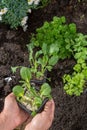 Young sprouts of pak choi or pak choy planted in the ground in t