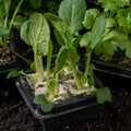 Young sprouts of pak choi or pak choy planted in the ground in t