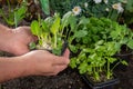 Young sprouts of pak choi or pak choy planted in the ground in t