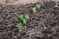 Young sprouts of peas grow on a high bed. Blooming Bush of sweet green peas closeup. Royalty Free Stock Photo