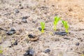 young sprouts of peas grow in the soil on the garden bed, close-up Royalty Free Stock Photo
