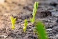young sprouts of peas grow in the soil on the garden bed, close-up Royalty Free Stock Photo