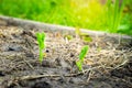 young sprouts of peas grow in the soil on the garden bed, close-up Royalty Free Stock Photo