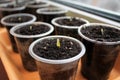 Young sprouts of pepper and tomato climb out of soil in container. Royalty Free Stock Photo