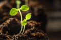 Young sprouts a petuniaPetunia Juss close-up in a peat soil