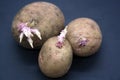Young sprouts on potatoes on Black background Royalty Free Stock Photo
