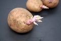 Young sprouts on potatoes on Black background Royalty Free Stock Photo
