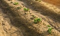 Young sprouts of potatoes make way from under the earth. Beginning crop growth. Planting potato plantations, caring for plants