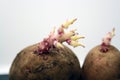 Young sprouts on potatoes on White background Royalty Free Stock Photo