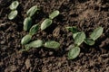 Young sprouts of pumpkin grow in cultivated ground in the kitchen garden. Vegetable growing at home.