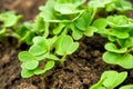 young sprouts of radish grow in the vegetable garden Royalty Free Stock Photo