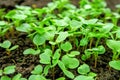 young sprouts of radish grow in the vegetable garden Royalty Free Stock Photo