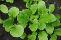 Young sprouts of radishes grow in the black soil on the open ground of an organic garden. Green radish leaves Royalty Free Stock Photo