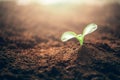 Young sprouts, seedlings growing. New life concept. Green plant growing in good soil. Banner with copy space. Agriculture, organic Royalty Free Stock Photo