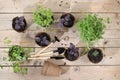 Young sprouts of seedlings in peat biodegradable pots and care tools, transplant basil, rucolla, parsley and mint on a bright Royalty Free Stock Photo