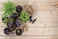 Young sprouts of seedlings in peat biodegradable pots and care tools, transplant basil, rucolla, parsley and mint on a bright Royalty Free Stock Photo