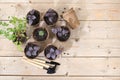 Young sprouts of seedlings in peat biodegradable pots and care tools, transplant basil, rucolla, parsley and mint on a bright Royalty Free Stock Photo