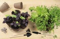 Young sprouts of seedlings in peat biodegradable pots and care tools, transplant basil, rucolla, parsley and mint on a bright Royalty Free Stock Photo