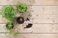 Young sprouts of seedlings in peat biodegradable pots and care tools, transplant of rucolla, parsley and mint on a bright sunny Royalty Free Stock Photo