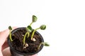 Sprouting of bobs Royalty Free Stock Photo