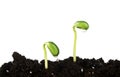 Young sprouts of soy in soil humus on white background Royalty Free Stock Photo