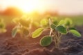 Young sprouts of soybeans are flooded with sunlight in spring. Soybean plants growing on a farm.