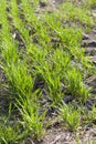 Young sprouts of sprouted wheat on open ground