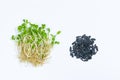 Young sprouts of sunflower microgreens with roots grown for food in jar. Near black sunflower seeds