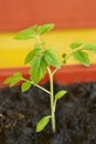 Young sprouts of tomato Royalty Free Stock Photo