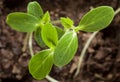 Young sprouts of tomato Royalty Free Stock Photo
