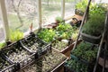 Young sprouts of tomatoes, peppers, asters, cosmea in the balcony garden. Growing organic vegetable and flower seedlings at home. Royalty Free Stock Photo