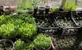 Young sprouts of tomatoes, peppers, asters, cosmea in the balcony garden. Growing organic vegetable and flower seedlings at home. Royalty Free Stock Photo