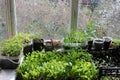 Young sprouts of tomatoes, peppers, asters, cosmea in the balcony garden. Growing organic vegetable and flower seedlings at home. Royalty Free Stock Photo