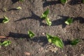 Young sprouts of tulips in the ground on a sunny day. View from above Royalty Free Stock Photo